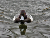 Scaup