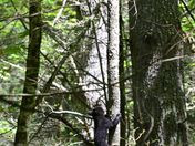 Smokey Mountain National Park