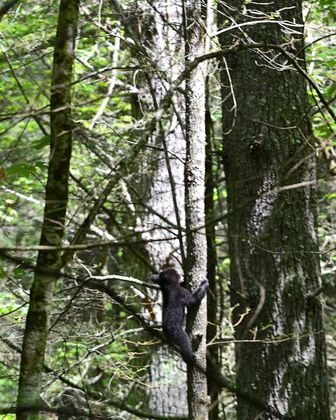 Smokey Mountain National Park