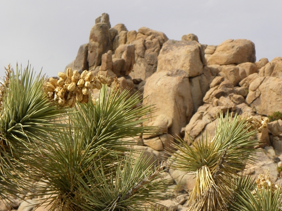 Joshua Tree National Park