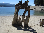 Sierra National Forest