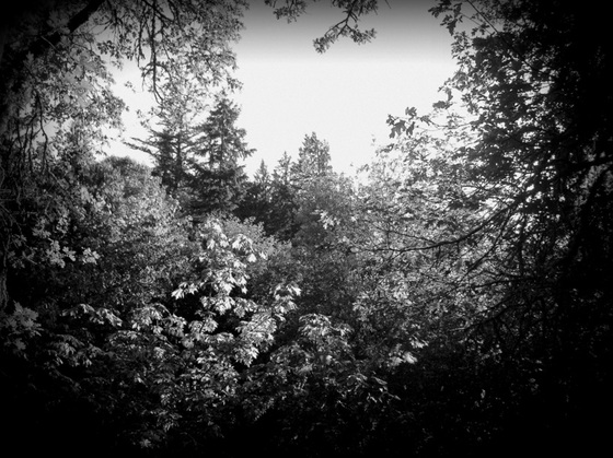 Lithia Park