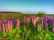 PEI Lupins