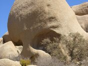 Joshua Tree Nat'l Monument