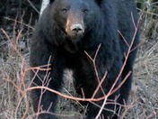 Black Bear