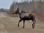 Cow Moose