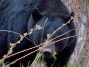Black Bear eating.