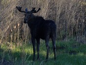 Bull Moose