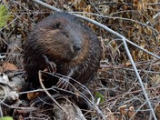 Beaver