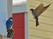 Theres a bug in this spout!