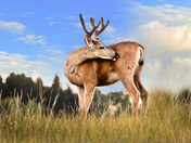 Young buck evening snack