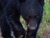 Black Bear