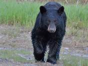 Black Bear