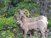 Yellowstone National Park