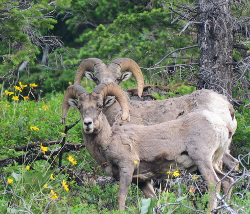 Yellowstone National Park
