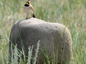 Bureau of Land Management/Carter Mtn