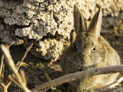 Inyo National Forest - Mono Basin National Forest Scenic Area  South Tufa