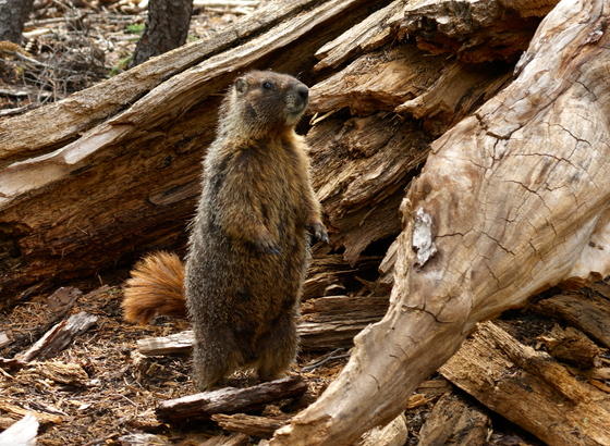 Lassen Volcanic National Park