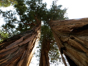 Stanislaus National Forest