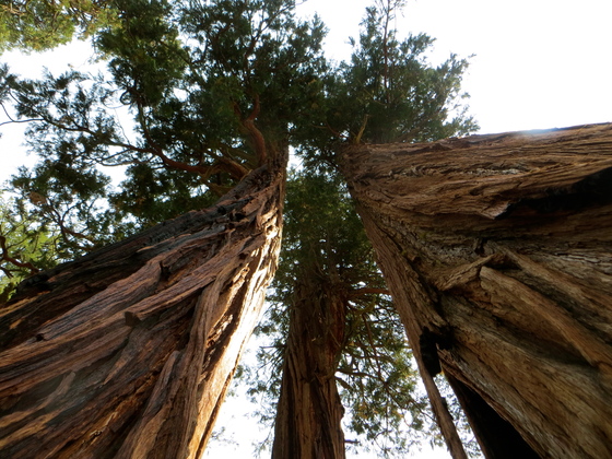 Stanislaus National Forest