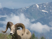National Bison Range (Wildlife Refuge)