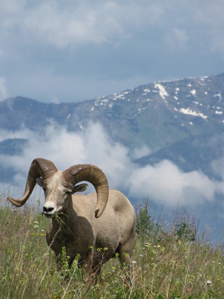 National Bison Range (Wildlife Refuge)