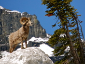 Glacier National Park