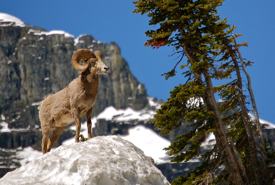 Glacier National Park