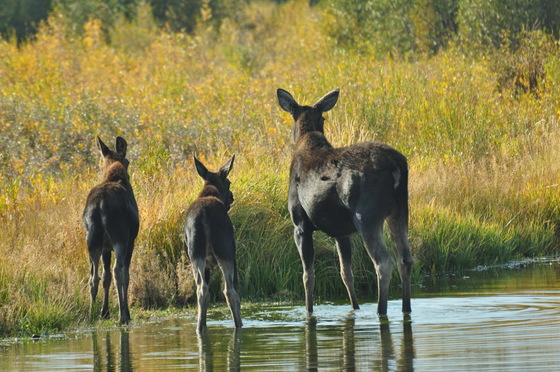 Grand Tetons National Park