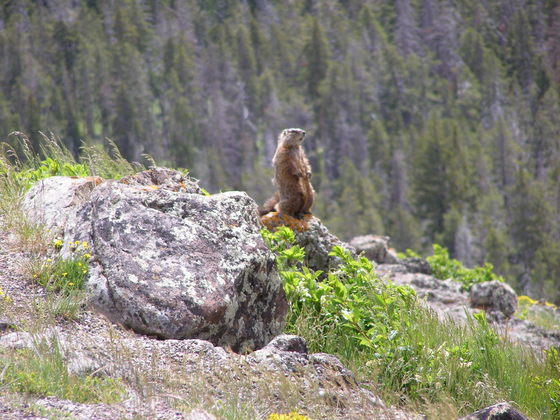 Yellowstone National Park