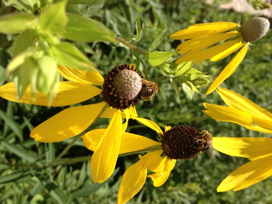Minnesota Valley National Wildlife Refuge