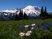 Mount Rainier National Park