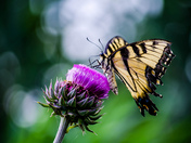 John Heinz Wildlife Refuge
