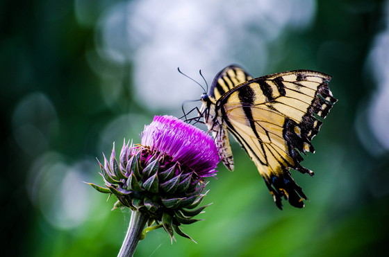 John Heinz Wildlife Refuge