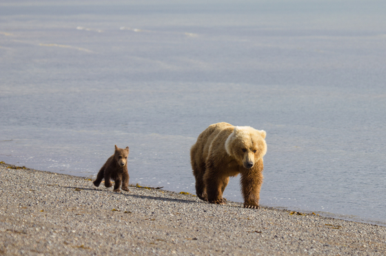 Katmai National Park