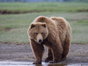 Katmai National Park