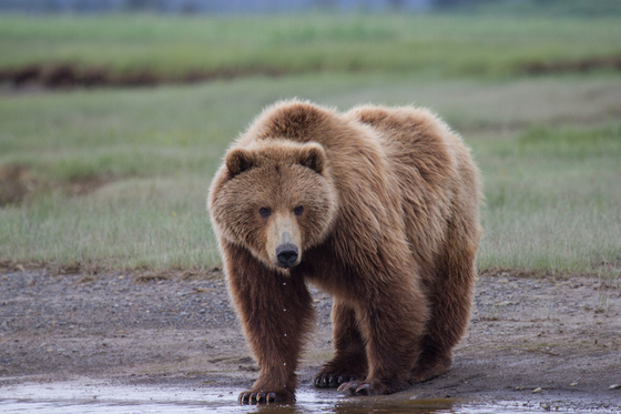 Katmai National Park