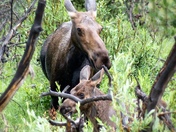Rocky Mountain National Park