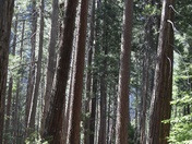 Yosemite National Park