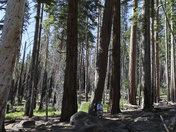 Yosemite National Park