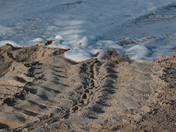 Canveral National Seashore