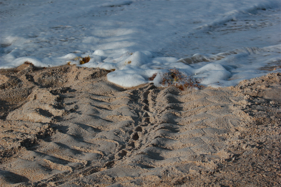 Canveral National Seashore