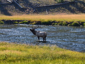 Yellowstone National Park