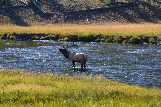 Yellowstone National Park