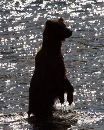 Katmai National Park
