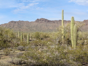 Saguaro National Park