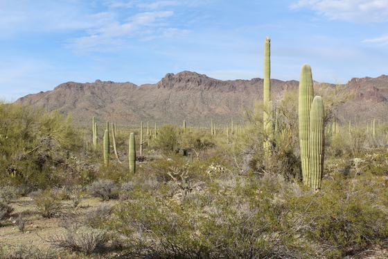 Saguaro National Park
