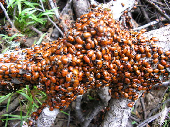 Eldorado National Forest
