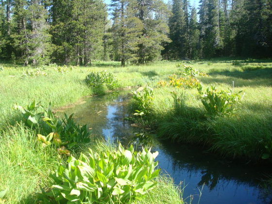 Little Lazier campground