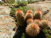 Wichita Mountains Wildlife Refuge